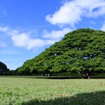 Ruutodann