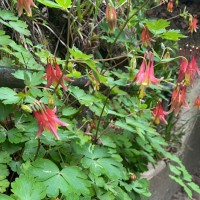 FriendlyFlower01