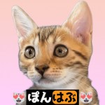 pussycat ponhabu